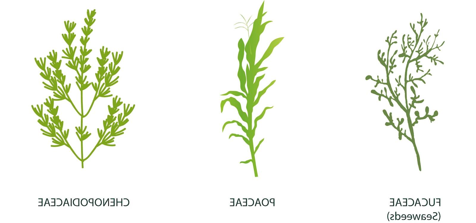 YieldON extracts - Fucaceae (Seaweeds), Poaceae, Chenopodiaceae