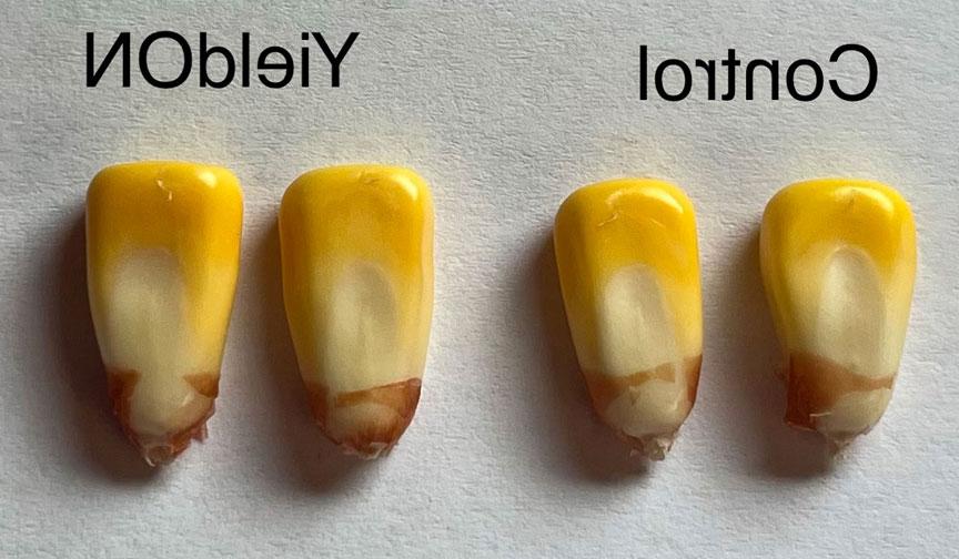 image of YieldON corn kernel comparison 